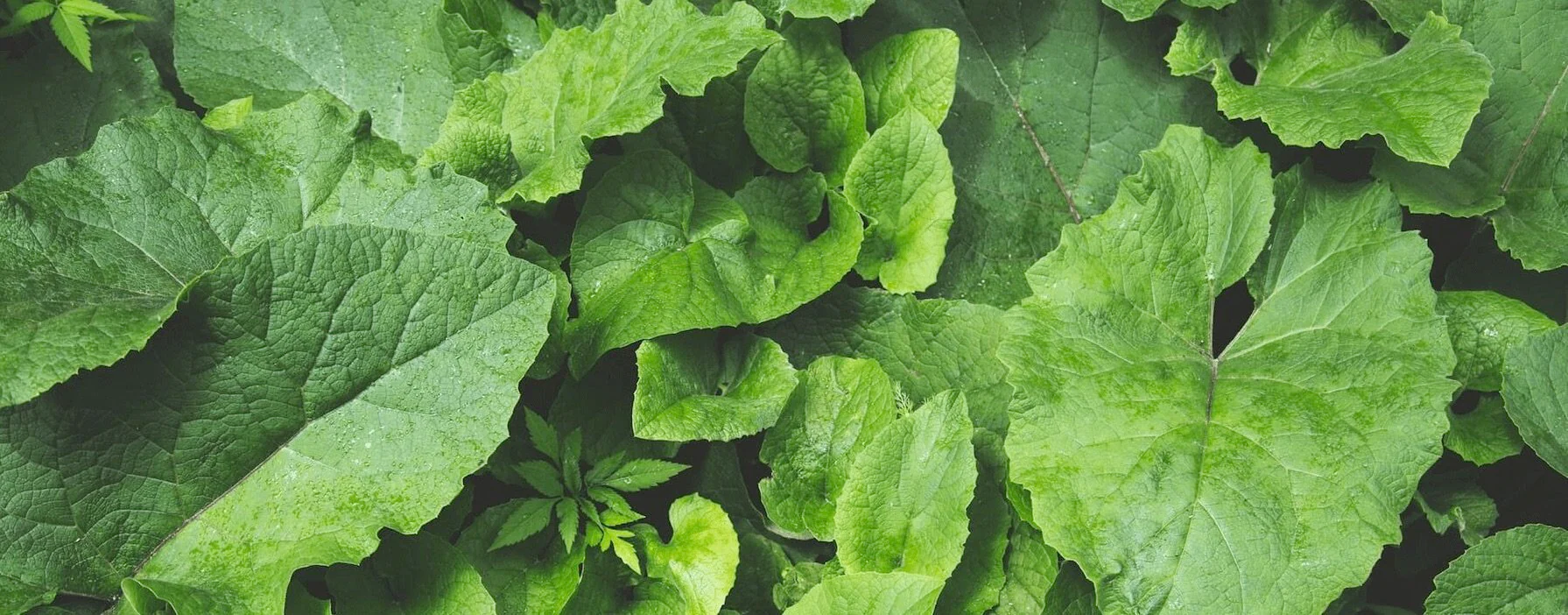 Pure Nature, Purely You